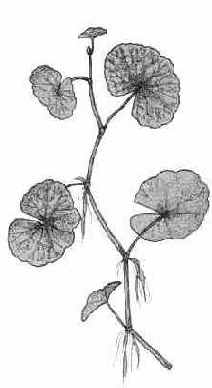   - Hydrocotyle leucocephala