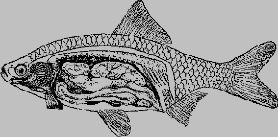 Схема строения рыбы